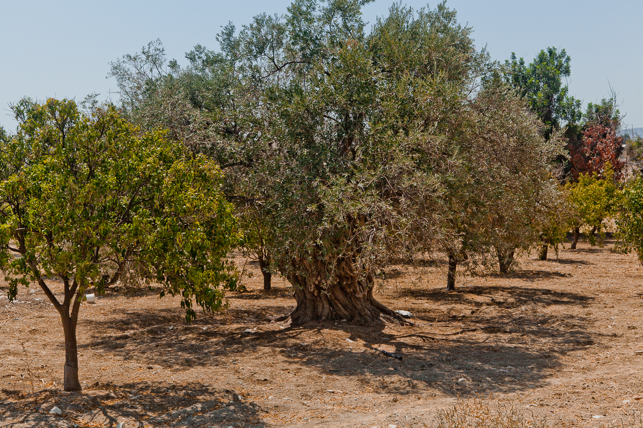 Tochni village, Larnaca