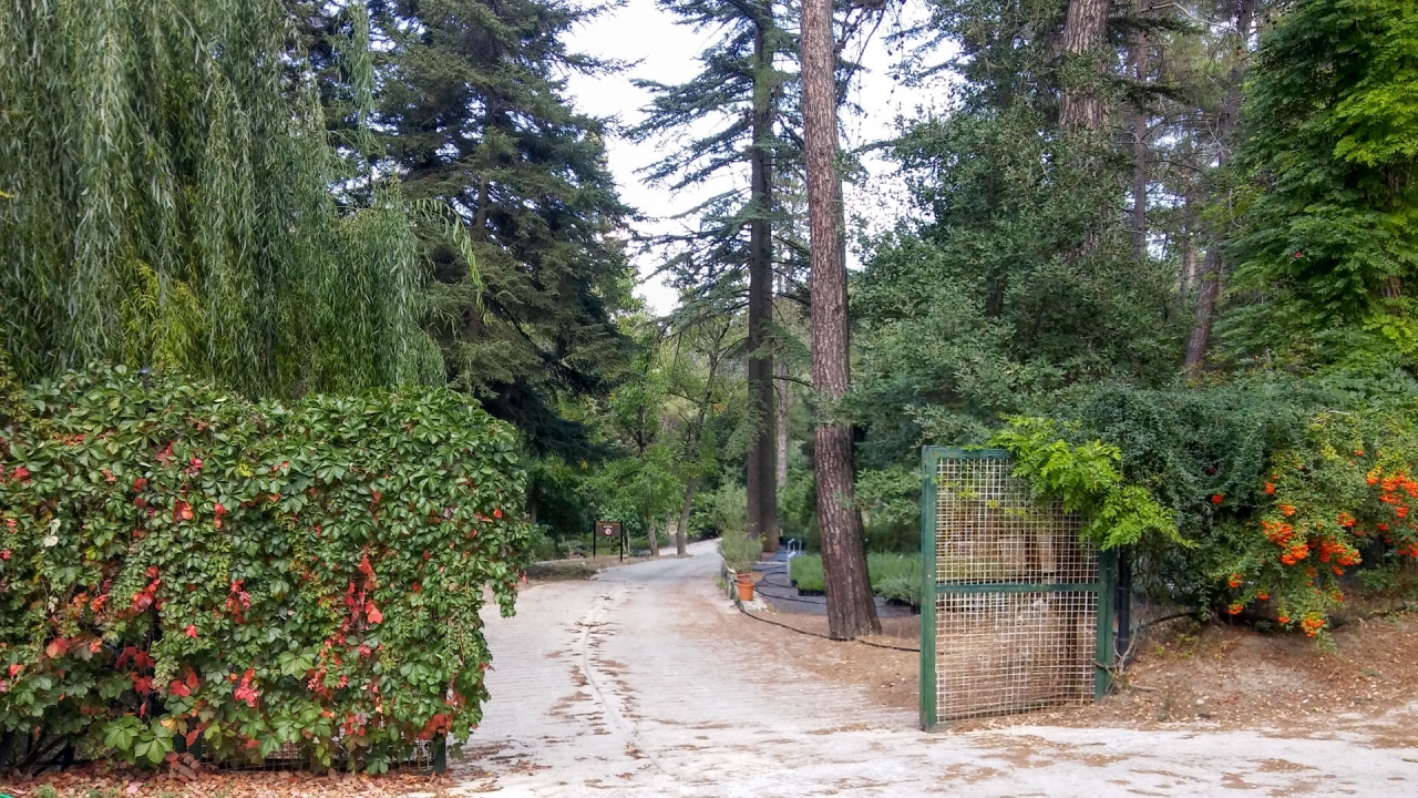 Платания (Платанья), Кипр