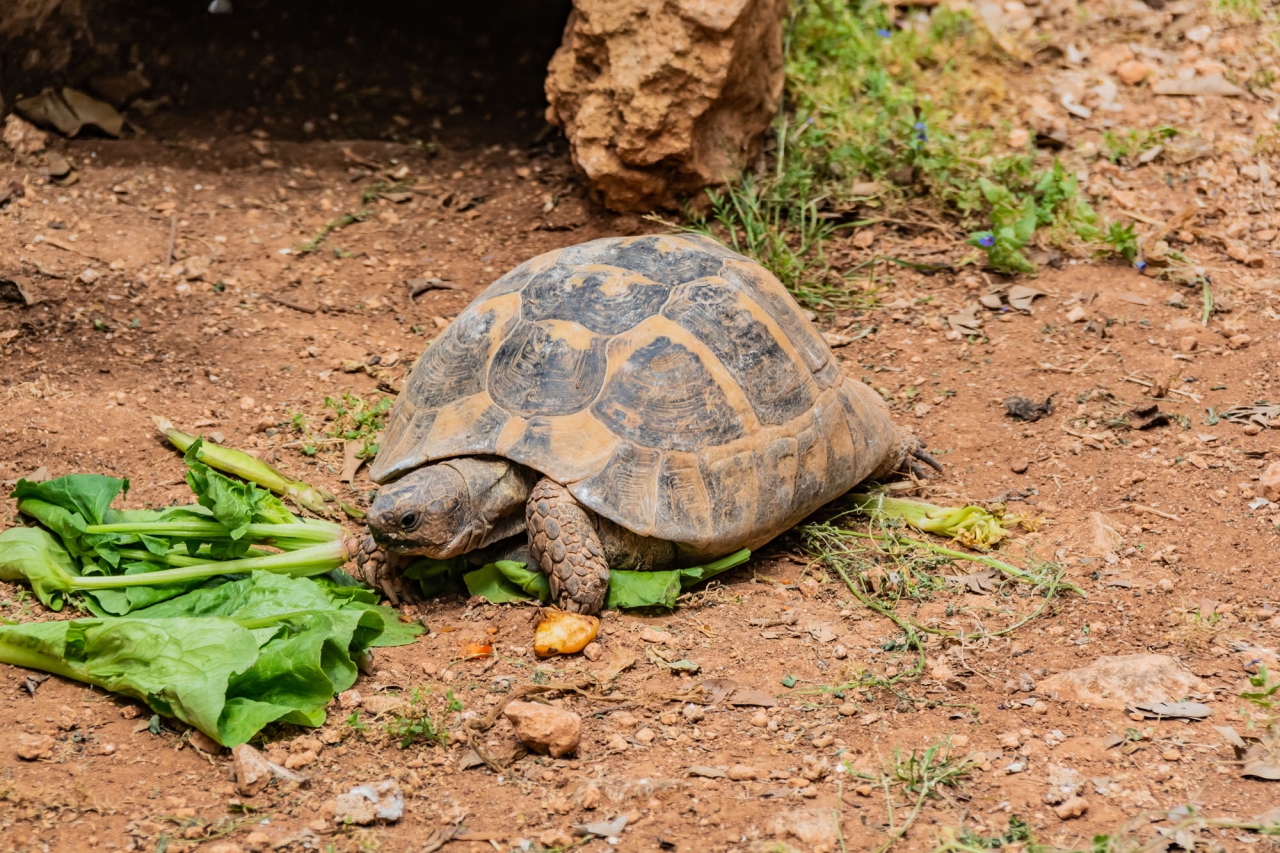 Limassol Municipal Zoo