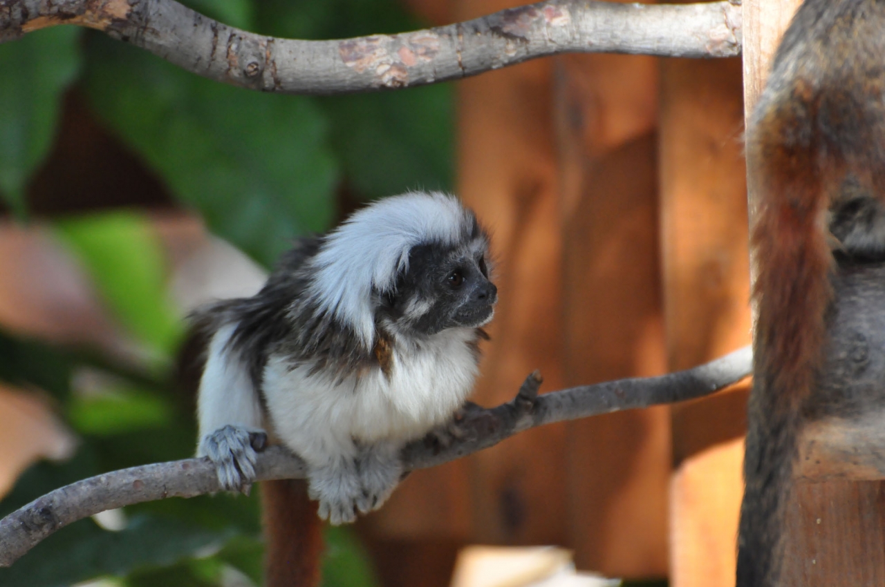 Limassol Municipal Zoo