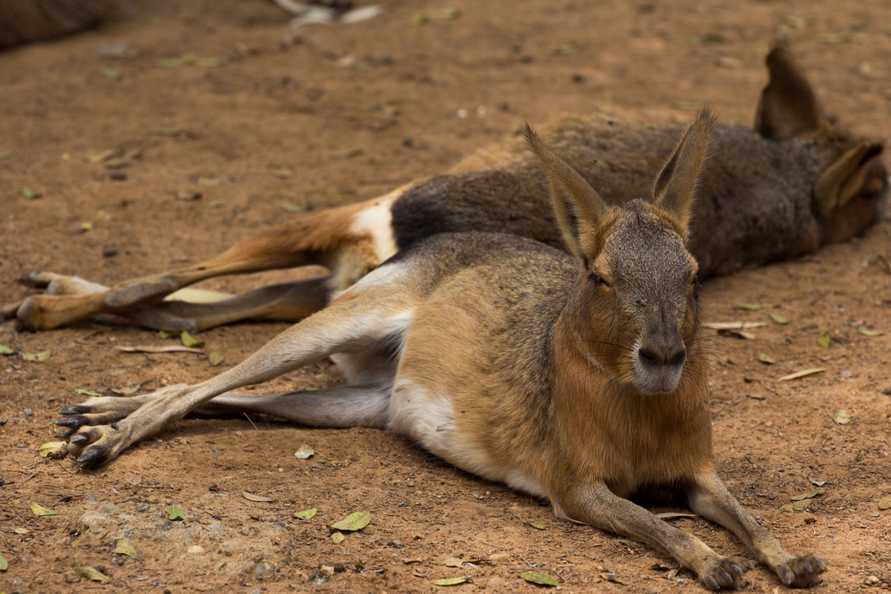 Limassol Municipal Zoo