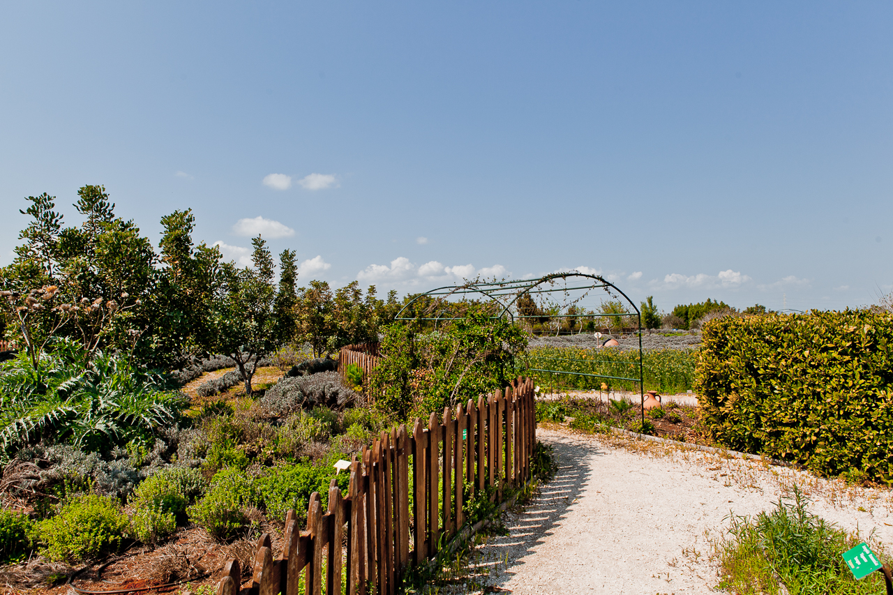 Botanical park Cyherbia in Avgorou village