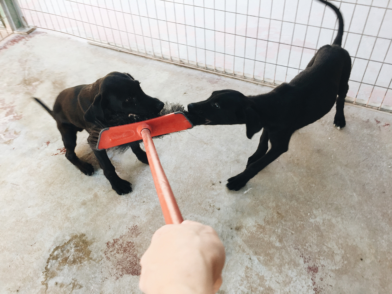 Щенки PAWS