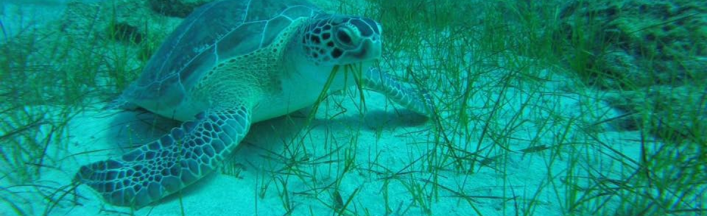 Дайвинг-центр Ocean View Diving — дайвинг и морские круизы с погружением в Айя-Напе