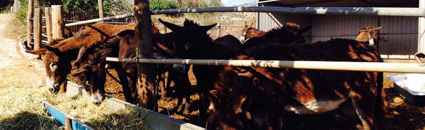 Dipotamos Donkey Farm, Larnaca