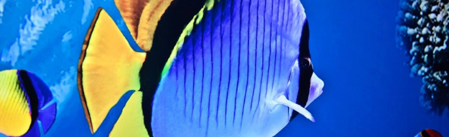Protaras Ocean Aquarium, океанариум в Протарасе