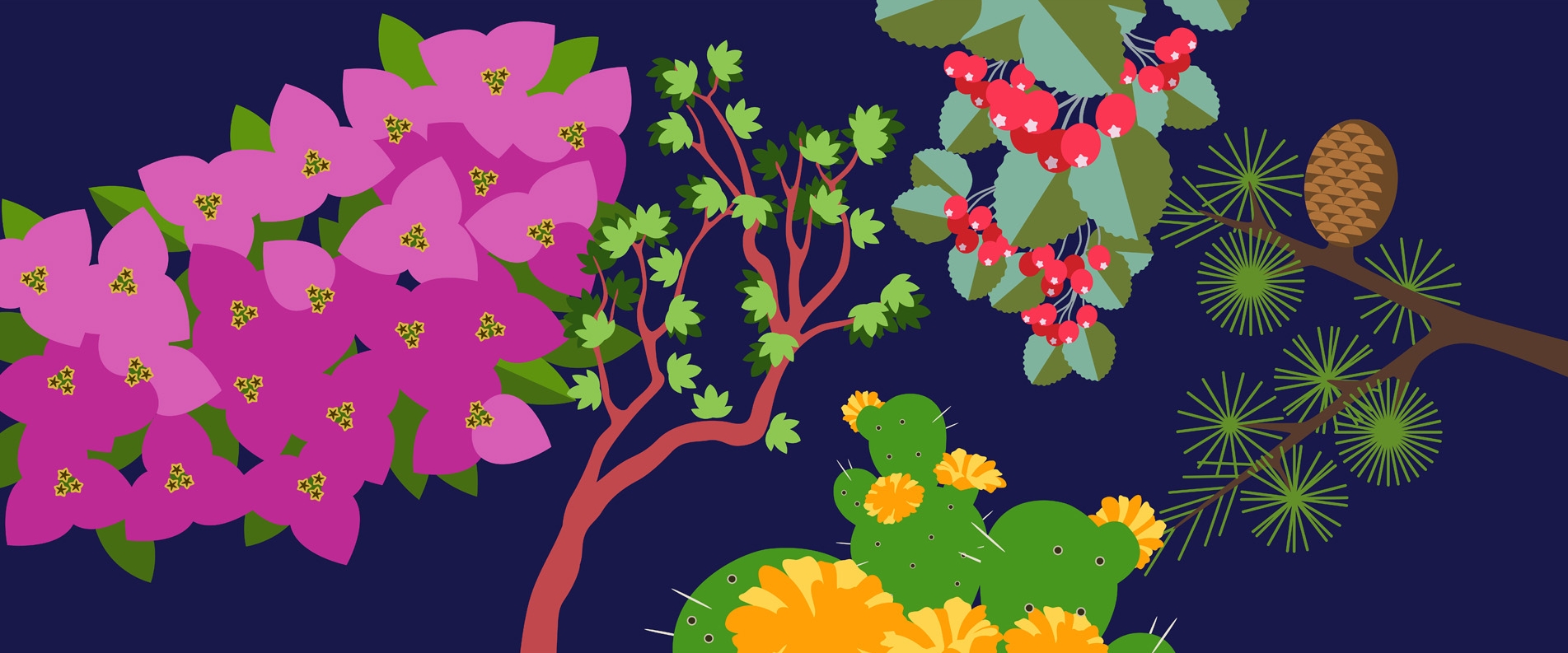 Top 5 Cyprus Plants