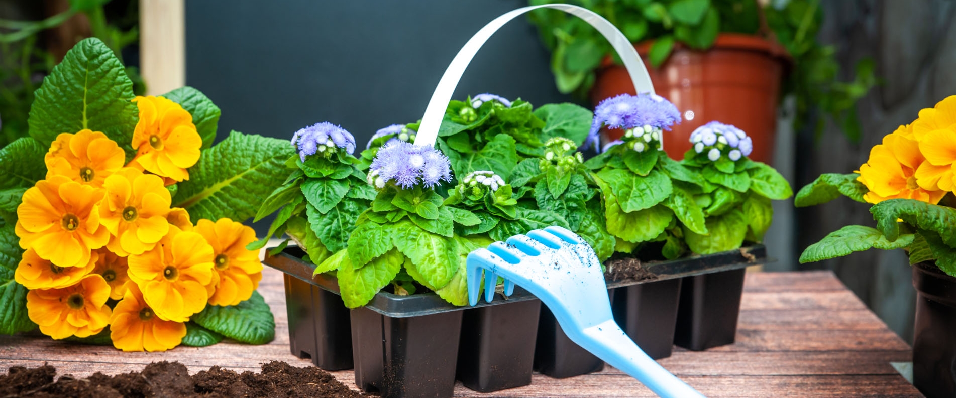 Tiny Balcony Garden Diy