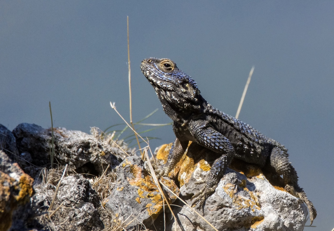 Stellagama (starred agama or roughtail rock agama)