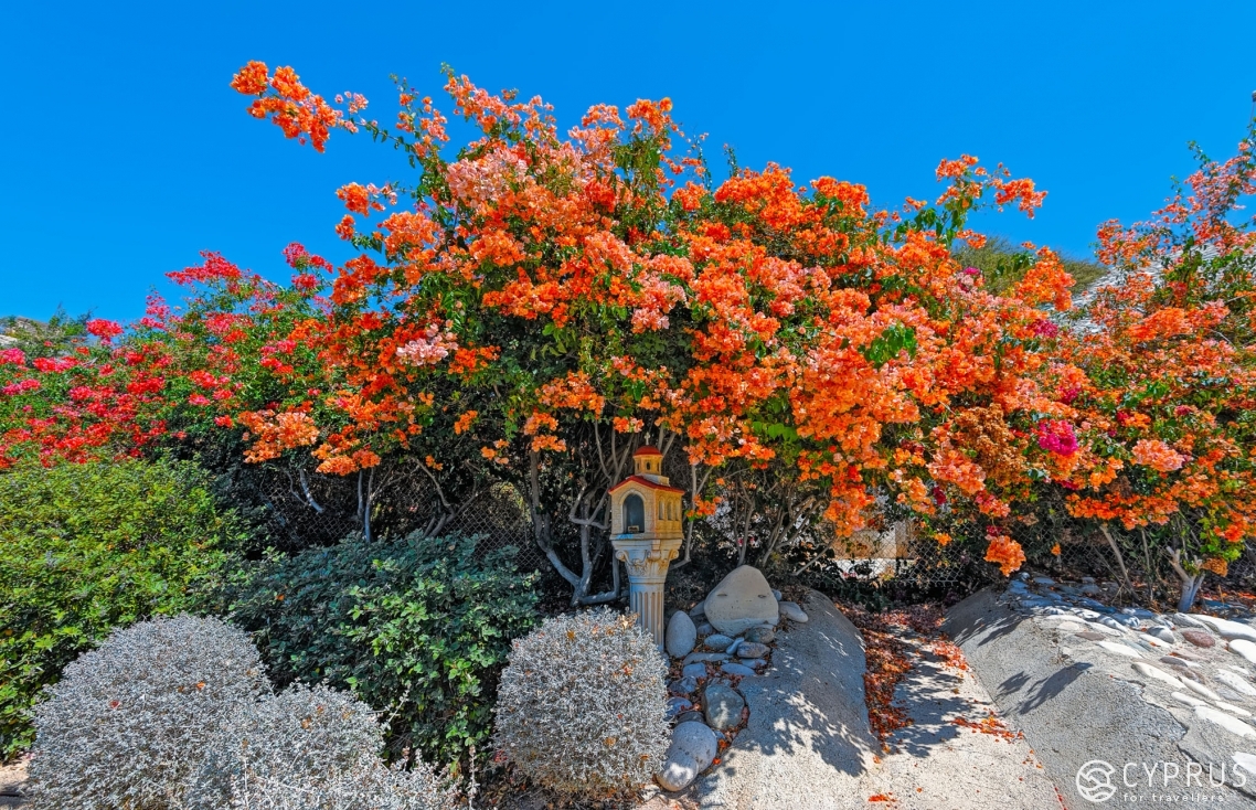 Bougainvillea