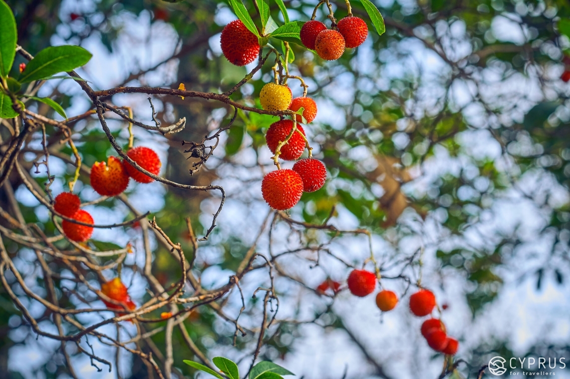 Strawberry tree