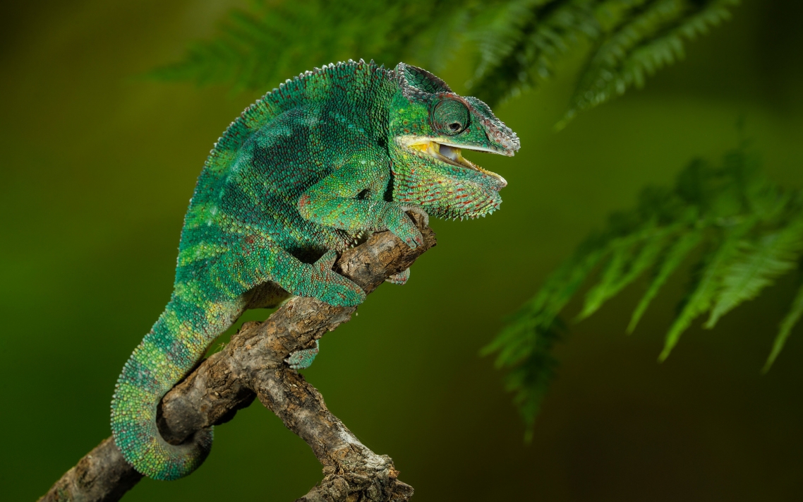 Chameleon