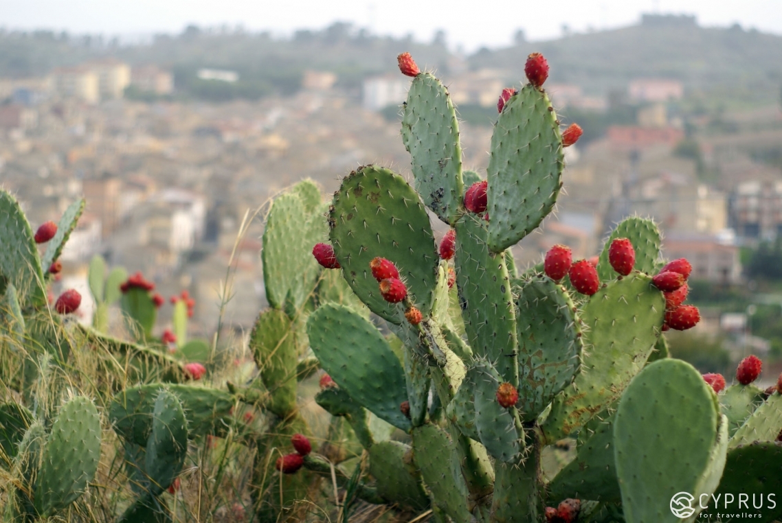 Prickly pear