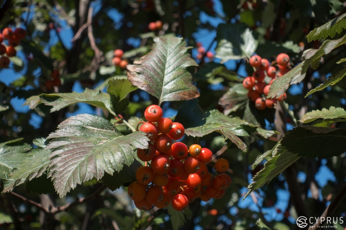 Whitebeam