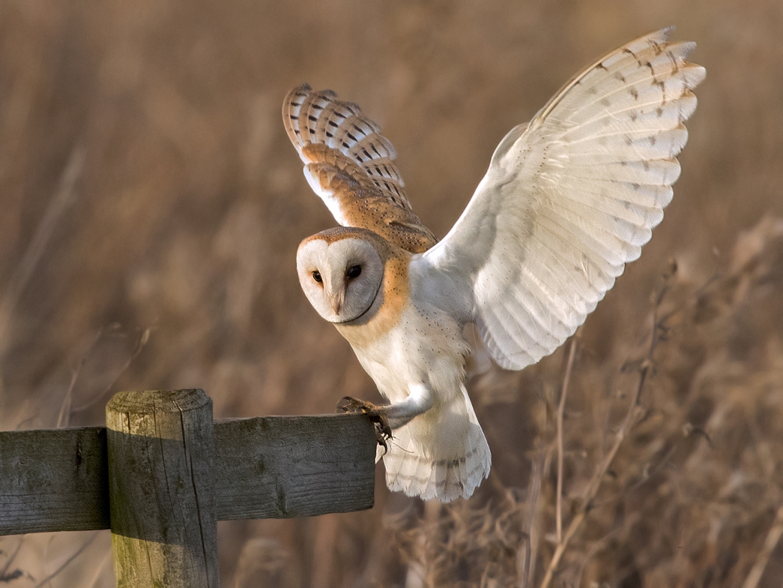 Barn owl