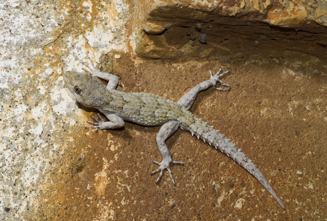Kotshy’s gecko